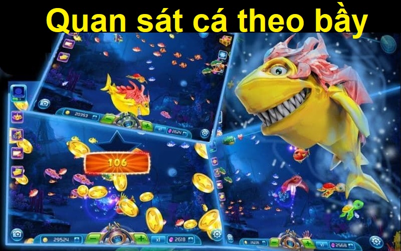 Quan sát cá theo bầy